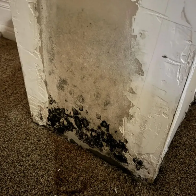 Professional Mold Removal in South Bend, IN